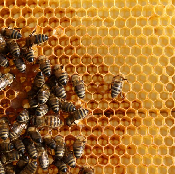 سلول های عسل و زنبورهای کارگر