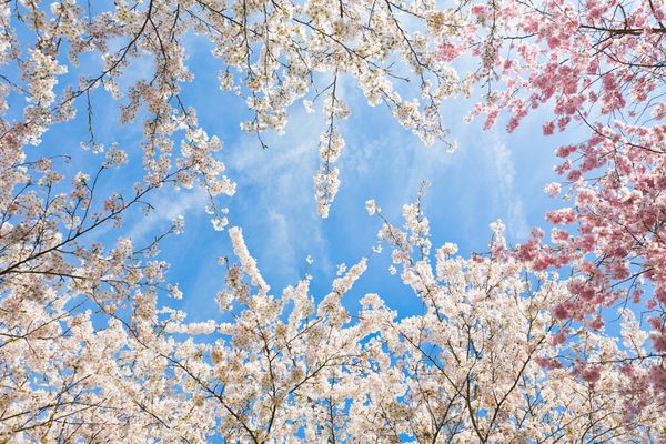 بالای درختان شکوفه گیلاس ژاپنی در اوایل آوریل