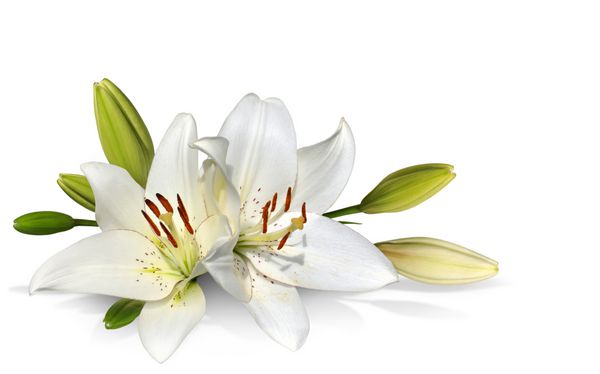 گل زنبق عید پاک در پس زمینه سفید