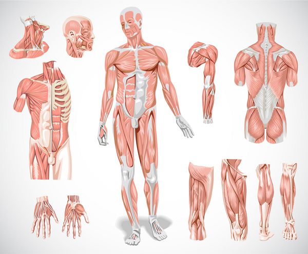 سیستم عضلانی