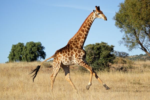 زرافه giraffa camelopardalis در دشت های آفریقا آفریقای جنوبی می دود