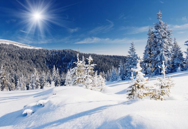 درختان زمستانی در کوه های پوشیده از برف تازه