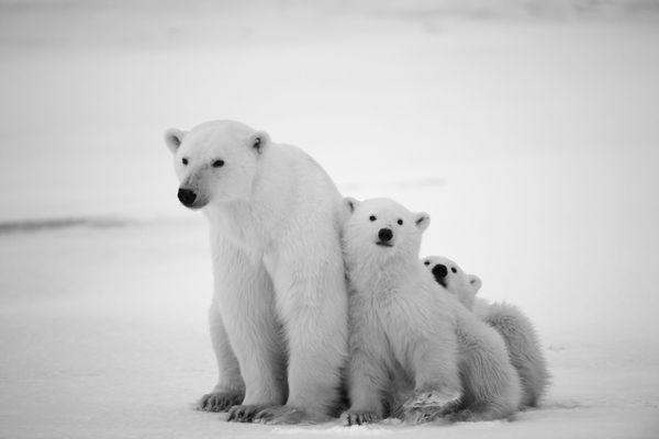 خرس قطبی با توله ها یک خرس قطبی با دو توله خرس کوچک اطراف برف پو سیاه و سفید