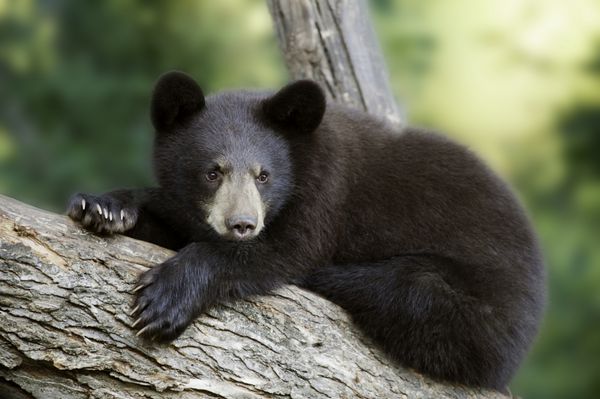 چنگال خرس پنجه های روی پنجه های جلوی این توله خرس سیاه جوان ursus americanus به وضوح دیده می شود که او روی یک اندام درختی محکم استراحت می کند