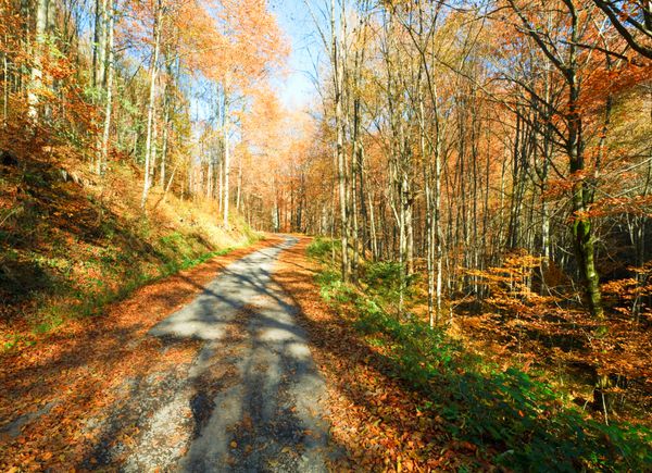 جاده کثیف کوهستانی پاییز و جنگل زیبای راش اکتبر کارپات اوکراین