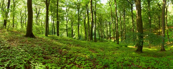 منظره ای از جنگل سبز تابستانی