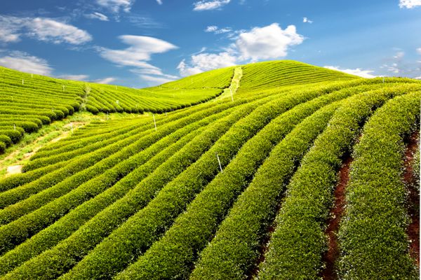 مزرعه چای سبز با پس زمینه آسمان آبی
