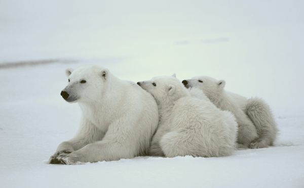 خرس قطبی با توله ها خرس قطبی با دو بچه در ساحل پوشیده از برف