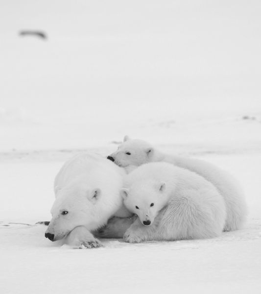 خرس قطبی با توله ها خرس قطبی با دو بچه در ساحل پوشیده از برف