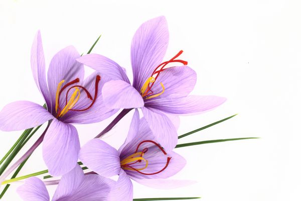گل های زعفرانی بنفش زیبا
