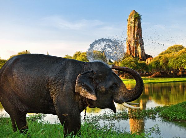 حمام کردن فیل در آیوتایا تایلند
