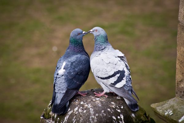 بوسیدن کبوترها