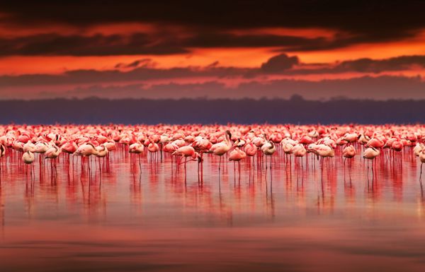 فلامینگوهای آفریقایی در دریاچه بر فراز غروب زیبا گله پرندگان عجیب و غریب در زیستگاه طبیعی چشم انداز آفریقا طبیعت کنیا پارک ملی دریاچه ناکورو