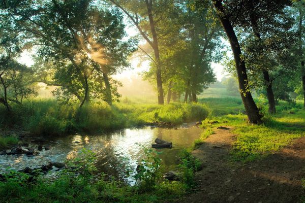 منظره تابستانی زیبا با اشعه های خورشید و مه از رودخانه منظره سبز صبح در چوب