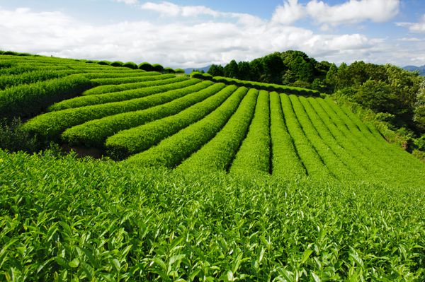 مزرعه زیبای چای سبز تازه در نیهوندایرا شیزوکا - ژاپن