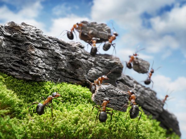تیمی از مورچه ها در حال ساخت دیوار بزرگ مفهوم کار تیمی متمرکز بر نزدیکترین بلوک