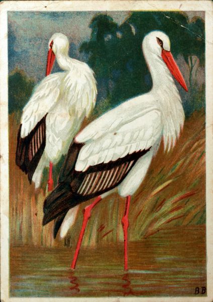 ussr - حدود 1930 کارت پستال چاپ شده در اتحاد جماهیر شوروی نشان می دهد که نقاشی لک لک سفید توسط هنرمند واتاگین حدوداً 1930 متن به زبان روسی bb حداقل اول