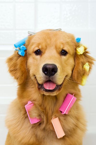 عکسی بامزه از سگ گلدن رتریور که در وان حمام نشسته و موی بیگودی رنگارنگ به کت بلند خزش چسبیده است
