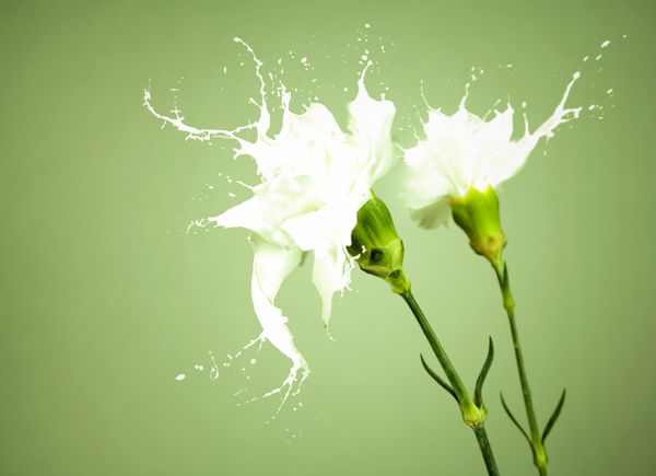 گل های سفید با پاشش شیر در پس زمینه سبز