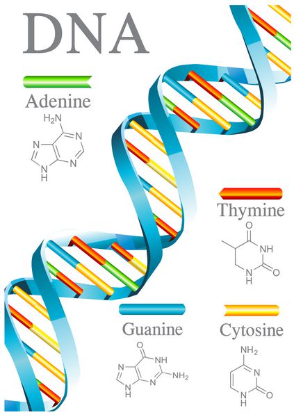 زیست شناسی DNA