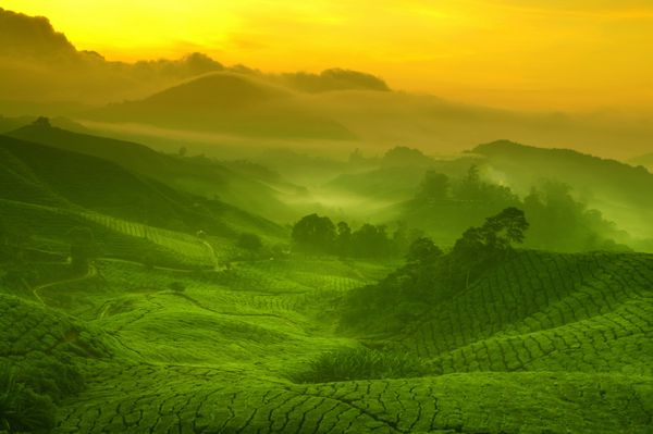 منظره طلوع آفتاب از چشم انداز مزرعه چای در کوهستان کامرون مالزی