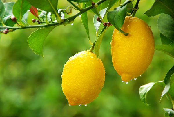 لیموهای زرد آویزان به درخت