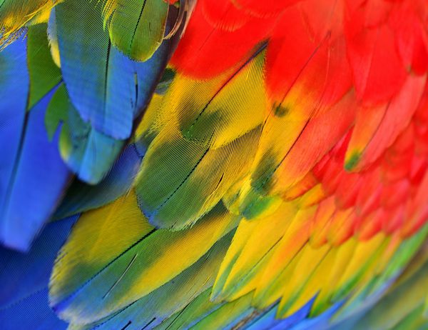 رنگ روشن پرهای ماکائو مایل به قرمز پرنده رنگارنگ