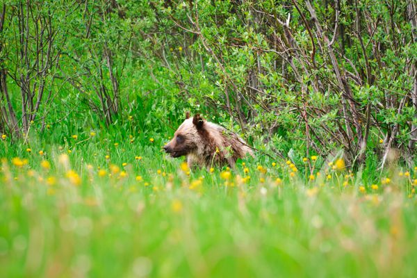 خرس گریزلی وحشی مادر و توله کاناناسکیس کشور آلبرتا کانادا
