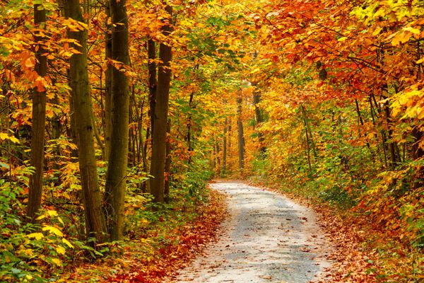 مسیری در جنگل رنگارنگ پاییزی