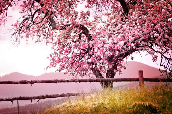 شکوفه درخت بر روی پس زمینه طبیعت پس زمینه گل های بهاری پس زمینه بهار