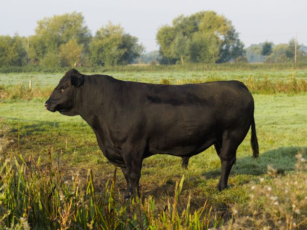 گاو نر شجره ای سیاه آبردین آنگوس در مزرعه انگلیسی