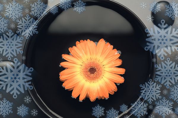 تصویر ترکیبی از قاب دانه برف در برابر گل نارنجی شناور در یک کاسه احاطه شده با سنگ های سیاه