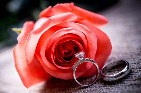 مفهوم عروسی با گل رز و حلقه رز قرمز تازه و حلقه ازدواج طلا در پس زمینه سفید sp برای متن شما مجموعه حلقه های ازدواج در گل رز