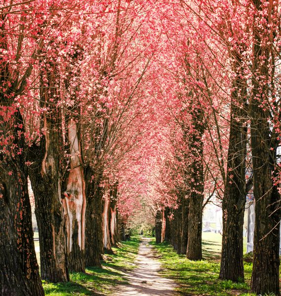پس زمینه طبیعت بهاری با کوچه پارک شکوفه تونل عاشقانه درختان گل صورتی