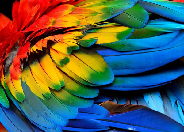 رنگارنگ پرهای پرنده ماکائو قرمز با سایه های قرمز نارنجی و آبی پس زمینه و بافت طبیعت عجیب و غریب