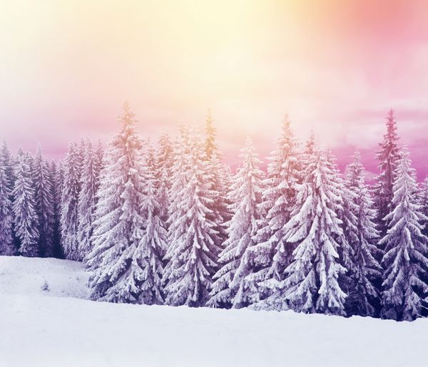 درختان با شکوه زمستانی که در برابر نور خورشید می درخشند صحنه دراماتیک زمستانی موقعیت پارک ملی کارپات اوکراین اروپا پیست اسکی دنیای زیبایی افکت تونینگ اینستاگرام سال نو مبارک