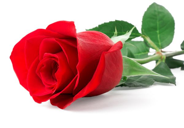 جوانه گل رز قرمز جدا شده در پس زمینه سفید