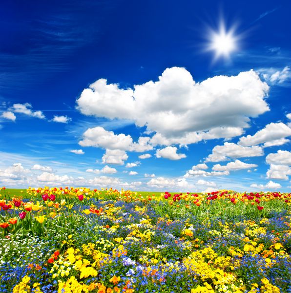تخت گل لاله گل های رنگارنگ بر فراز آسمان آبی ابری