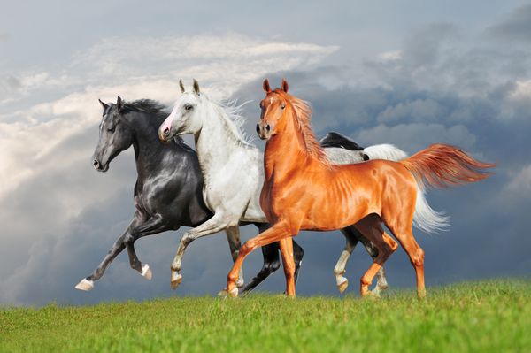 سه اسب عرب آزاد می دود