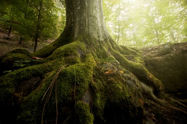 ریشه درختان و آفتاب در یک جنگل سرسبز