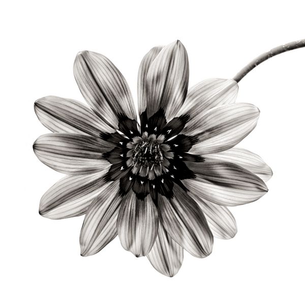 گل سیاه و سفید در زمینه سفید