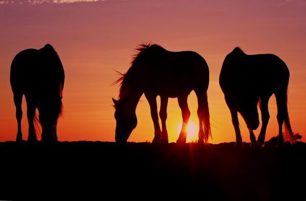 سه اسب کامارگ زیبا به طرز ترسناکی در نور صبح زود نقش بسته اند