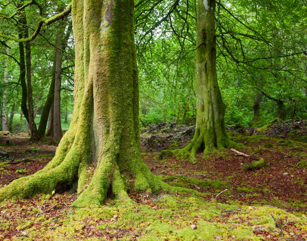 درختان قدیمی با گلسنگ و خزه در جنگل اسکاتلند