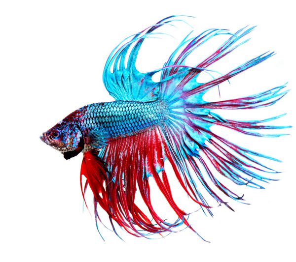 نمای نزدیک ماهی بتا ماهی اژدها رنگارنگ آکواریوم جدا شده بر روی پس زمینه سفید