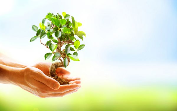 دست های انسان که گیاه سبز را روی پس زمینه طبیعت در دست گرفته است محیط مفهوم اکولوژی