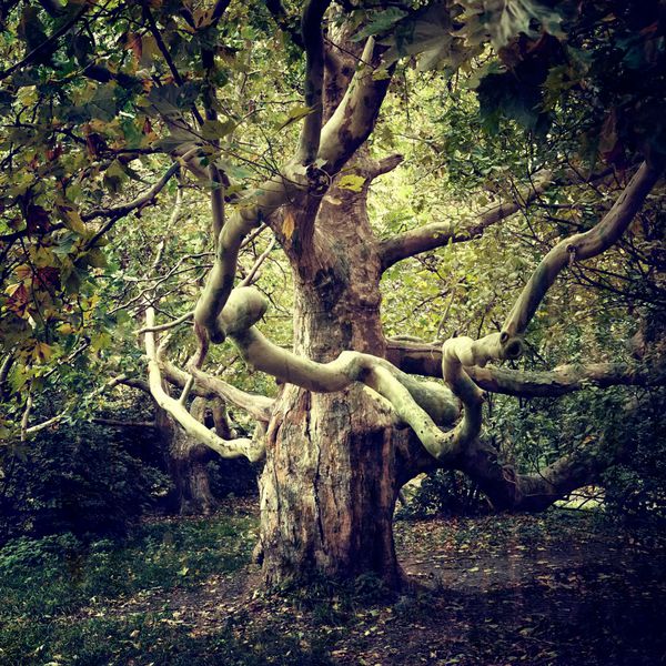 چنار درختی کهنسال