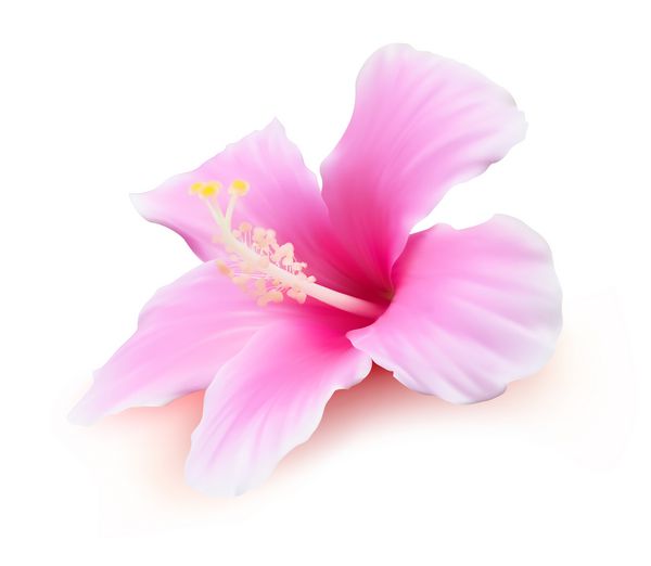 وکتور گل تصویر طبیعت گیاه گرمسیری هیبیسکوس