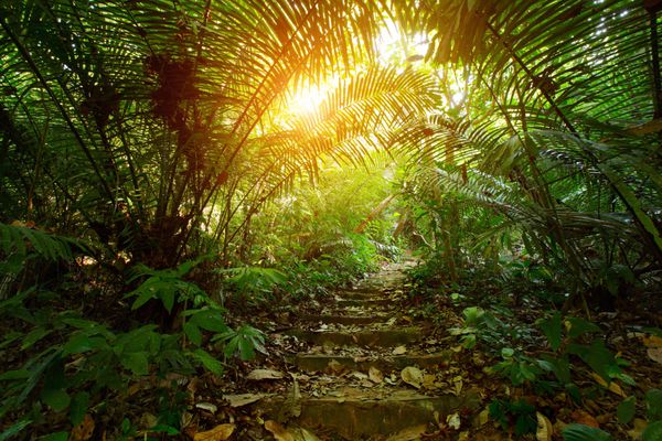 مسیر با پله در یک جنگل گرمسیری