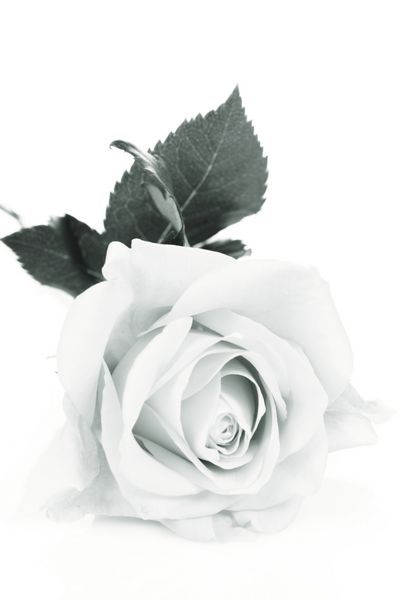 گل رز روی زمینه سفید سیاه و سفید