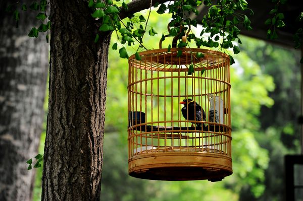 یک قفس پرنده به سبک چینی آویزان به درخت در باغ